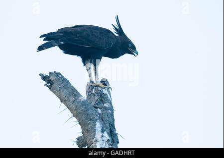 Long-crested eagle (Lophaetus occipital), Parc National de Serengeti, Tanzanie Banque D'Images