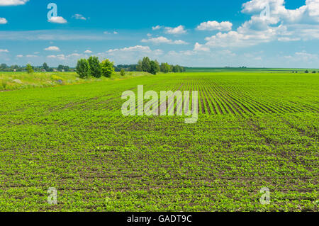 Paysage agricole - terrain avec le soja en Poltavskaya oblast, Ukraine Banque D'Images