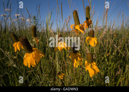 De plus en plus coneflowers jaune dans un grand champ d'herbes sauvages dans une zone de restauration des zones humides à Montague, Michigan Banque D'Images