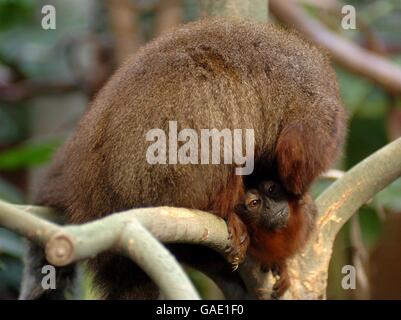 Stock - Animaux - Singe Titi Banque D'Images