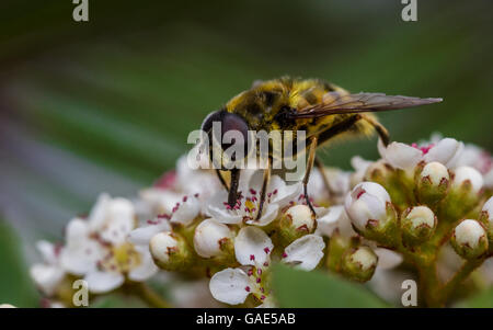 Myathropa florea hoverfly se nourrissant de rowan blossom Banque D'Images