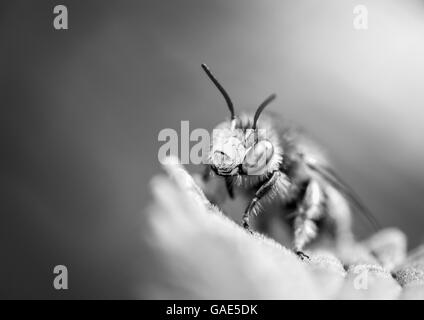 Petite Fleur abeille (Anthophora bimaculata) - image en noir et blanc de l'abeille au repos Banque D'Images