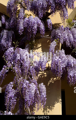 Glycine de Chine (Wisteria sinensis) poussant sur une façade de maison, Vénétie, Italie, Europe Banque D'Images