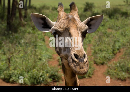 Rothschild Girafe (Giraffa camelopardalis rothschildi), portrait, Giraffe Centre, Nairobi, Kenya, Afrique Banque D'Images