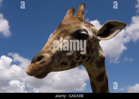 Rothschild Girafe (Giraffa camelopardalis rothschildi), portrait, Giraffe Manor, Nairobi, Kenya, Afrique Banque D'Images