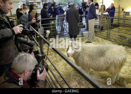 Photo du dossier datée du 04/01/2002 de Dolly The Sheep, comme le professeur Ian Wilmut de l'Institut Roslin avec a dit que la recherche sur les cellules souches pourrait être 20 ans plus tard où elle est aujourd'hui si Dolly le Sheep n'avait jamais été né, selon le scientifique dont l'équipe a créé le premier mammifère cloné à partir d'une cellule adulte. Banque D'Images