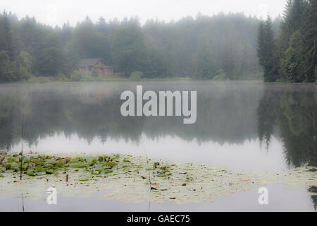 Matin brumeux à l'étang de montagne. Le brouillard entoure la forêt et sur l'eau. Banque D'Images