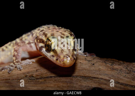 Maison méditerranéenne (gecko Hemidactylus turcicus), aussi appelé lézard gecko turc ou la lune on log Banque D'Images
