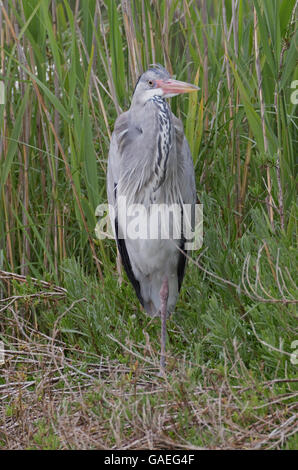 Seul Héron cendré Ardea cinerea roseaux permanent Camargue France Banque D'Images