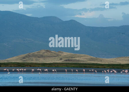 Les flamants roses, le lac Natron, en Tanzanie Banque D'Images