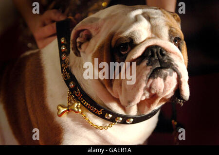 Richie, un bulldog de Herne Bay, assisté par le modèle Chloe, porte le col de chien en or et en diamant Stephen Webster, valant 500,00 livres, en avance sur la marche pour chiens PET-a-porter à Harrods, Knightsbridge, Londres. Banque D'Images