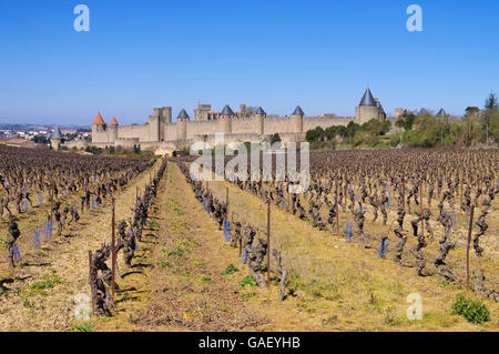 Citer von Carcassonne Weinberg - Château de Carcassonne et de la vigne en hiver, dans le sud de la France Banque D'Images