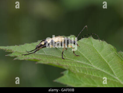 Le longicorne asiatique (Rutpela maculata) on leaf Banque D'Images