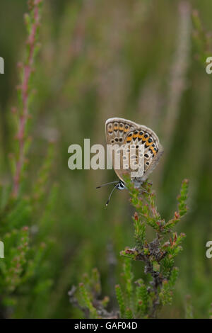 Argent femme-papillon bleu cloutés (Plebejus argus) à Surrey en Angleterre de l'habitat des landes Banque D'Images