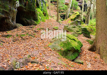 Sandsteinfelsen im Wald - rock de grès dans la forêt 21 Banque D'Images