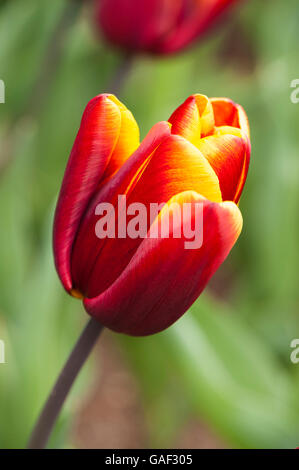 Close-up de Tulipa 'Abu Hassan' (Triumph Tulip) - une belle, acajou foncé, tulip avec un bord de l'or - Yorkshire, GB. Banque D'Images