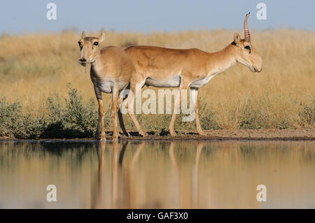 Sauvages en voie de disparition les antilopes Saïga (Saiga tatarica, hommes et femmes) aux points d'eau dans la steppe. Banque D'Images