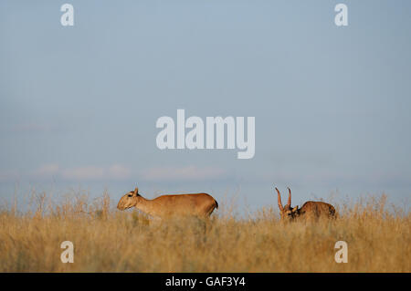 Sauvages en voie de disparition les antilopes Saïga (Saiga tatarica, hommes et femmes) en steppe. Banque D'Images