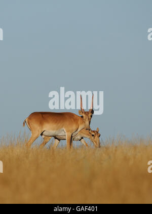 Sauvages en voie de disparition les antilopes Saïga (Saiga tatarica, hommes et femmes) en steppe. Banque D'Images