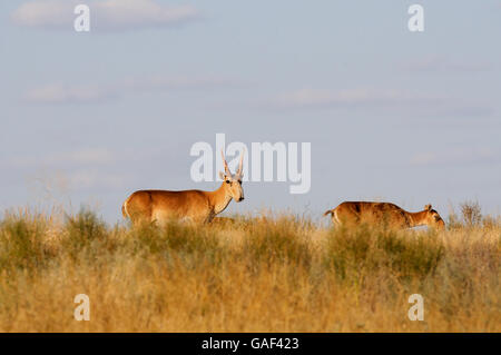 Sauvages en voie de disparition les antilopes Saïga (Saiga tatarica, hommes et femmes) en steppe. La Réserve fédérale, Mekletinskii Kal Banque D'Images