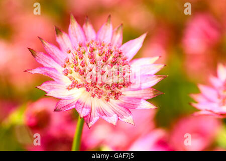 Close up of a pink astrantia capitules isolés dans un lit de fleur sur un jour d'été Banque D'Images