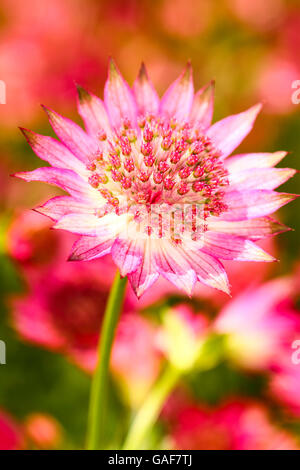 Close up of a pink astrantia capitules isolés dans un lit de fleur sur un jour d'été Banque D'Images