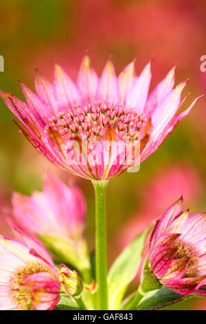 Close up of a pink astrantia capitules isolés dans un lit de fleur sur un jour d'été Banque D'Images