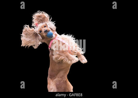 Chien Cocker sauter et bloquer un ballon isolé sur noir. Banque D'Images