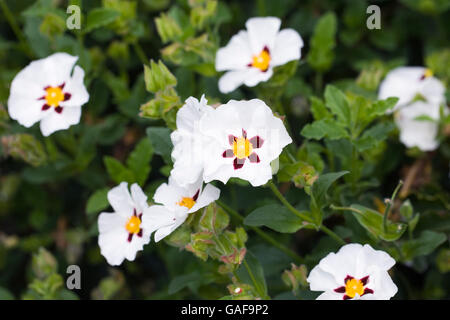 Cistus ladanifer. Ciste Gomme de fleurs. Banque D'Images