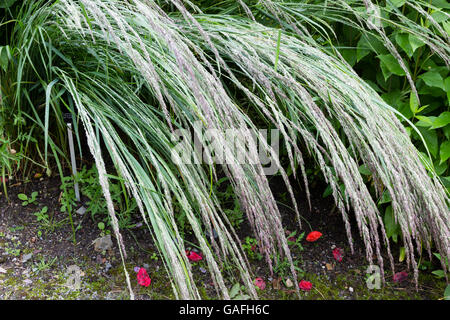 En arche, mouillé de pluie et le feuillage fleurs de la plume reed-grass, Calamagrostis acutiflora 'Karl Foerster ×' Banque D'Images