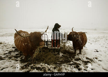 Les vaches des Highlands sont alimentées par une ferme dans la neige sur une ferme près de Carron Valley, dans le centre de l'Écosse. Banque D'Images