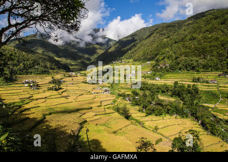 Les terrasses de riz de Hapao Hungduan près de Banaue est expansif avec huttes dispersées entre les rizières. Banque D'Images