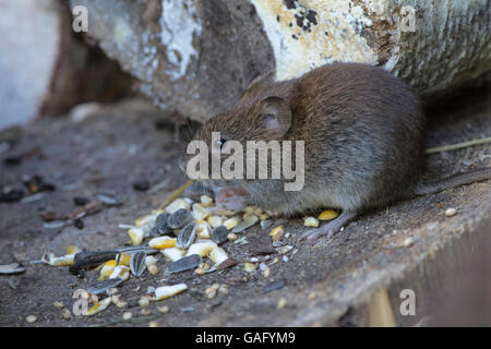 Campagnol roussâtre (Clethrionomys glareolus) renversé de l'alimentation l'alimentation des oiseaux. Banque D'Images