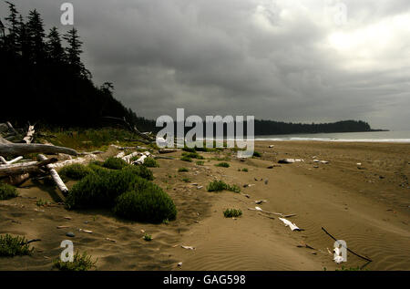 La baie Florencia. Tofino. L'île de Vancouver. La Colombie-Britannique. Canada Banque D'Images