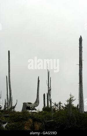 La baie Florencia. Tofino. L'île de Vancouver. La Colombie-Britannique. Canada Banque D'Images