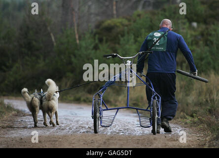 Un concurrent court jusqu'à la ligne d'arrivée après avoir perdu la roue avant de son chariot tout en assistant au 25ème rassemblement de chiens de traîneau Aviemore au Glenmore Forest Park sur les rives du Loch Morlich, près d'Aviemore. Banque D'Images