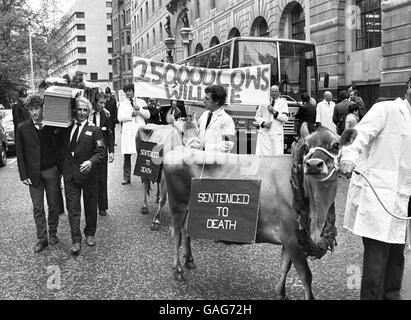 Deux vaches en Jersey avec des couronnes autour de leur cou sont perlées Dans les rues de Londres par 50 producteurs laitiers Worcestershire Protection contre la décision du marché commun de réduire drastiquement le lait de la CEE production Banque D'Images