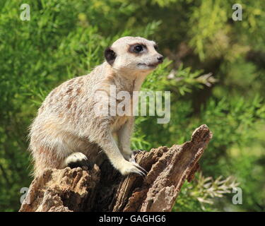 Meerkat en alerte Cotswold Wildlife Park Banque D'Images