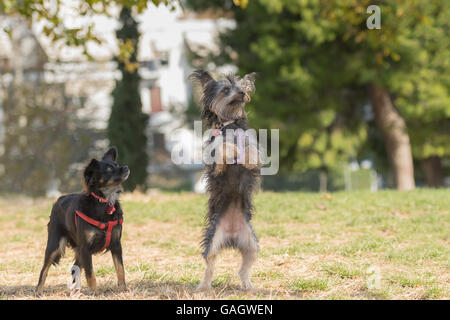 Deux chiens mini jeu à un parc. Banque D'Images