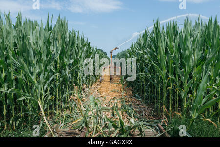 Système d'irrigation pompage de l'eau sur un champ de blé, Italie Banque D'Images