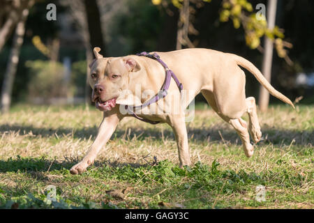 Portrait d'un American Staffordshire terrier, voir de plus près. Banque D'Images