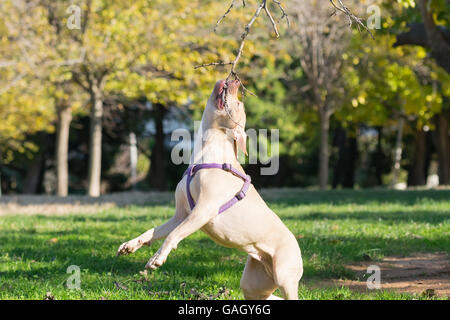 American Staffordshire terrier en action de sauter haut. Banque D'Images