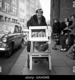 Animaux - Cruft's Dog Show - Olympia Banque D'Images