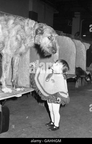 Un grand rêve de Kylie Masters, âgée de 20 mois, lorsqu'elle rencontre le chien de chasse irlandais Kerri (Buckhurst Fabian) pendant la deuxième journée de Cruft. Banque D'Images