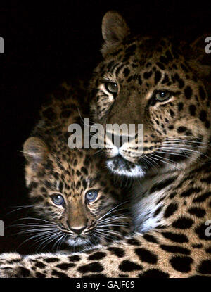 Ascha, un léopard d'Amur avec son CUB de 14 semaines encore sans nom au parc zoologique de Marwell à Winchester, Hampshire. Banque D'Images