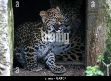 Cub léopard Banque D'Images