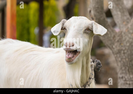 Funny portrait de chèvre. Voir de plus près. Banque D'Images