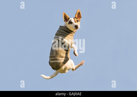 Jack Russell chien sautant vers le haut dans l'air à la recherche de l'appareil photo. Un drôle de moment, d'un battant il porte des vêtements d'hiver. Banque D'Images