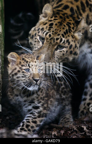 Cub léopard Banque D'Images