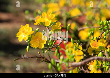 Arbre généalogique Mai Hoa (Ochna integerrima) fleur, nouvel an lunaire traditionnel au Vietnam Banque D'Images